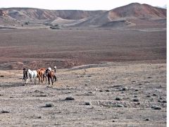 Konie w Afganistanie