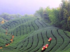 Zbior Herbaty na Tajwanie