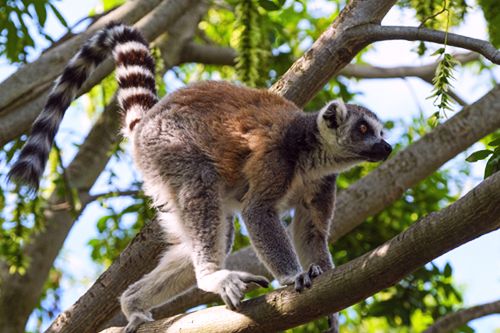Lemur - symbol Madagaskaru